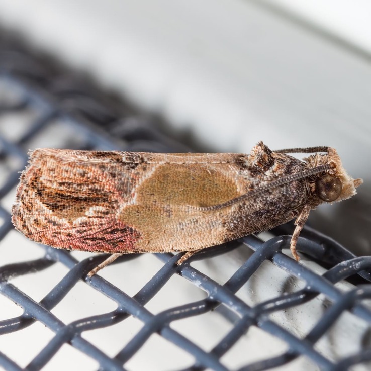 2749 Sculptured Moth (Eumarozia malachitana)