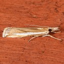 5355 – Common Grass-veneer Moth – Crambus praefectellus