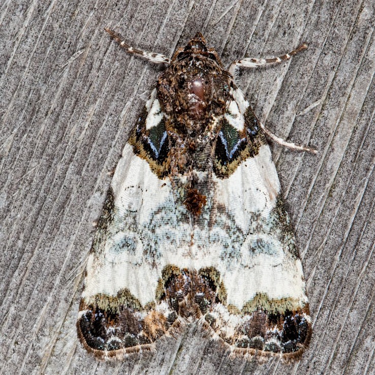 9062 Tufted Bird Dropping Moth (Cerma cerintha)