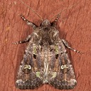10397 – Bristly Cutworm Moth – Lacinipolia renigera