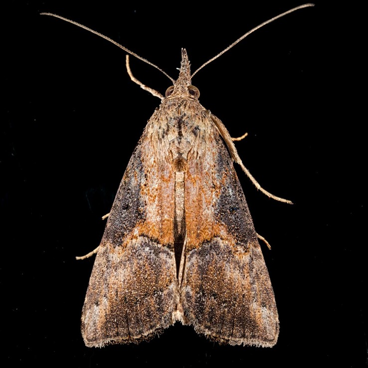 8465 Green Cloverworm Moth (Hypena scabra)