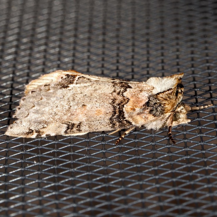 7930 Linden Prominent (Ellida caniplaga)