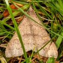 8381 Discolored Renia Moth (Renia discoloralis)