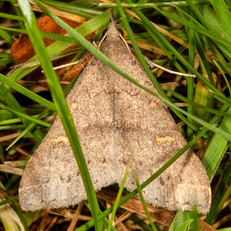 8381 Discolored Renia Moth (Renia discoloralis)