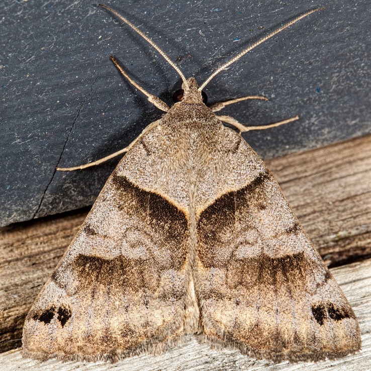 8738 Clover Looper Moth (Caenurgina crassiuscula)