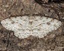 6597 Small Engrailed Moth (Ectropis crepuscularia) 