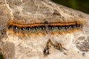 7701 Eastern Tent Caterpillar (Malacosoma americana)