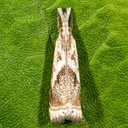 5420 Elegant Grass-veneer Moth (Microcrambus elegans)