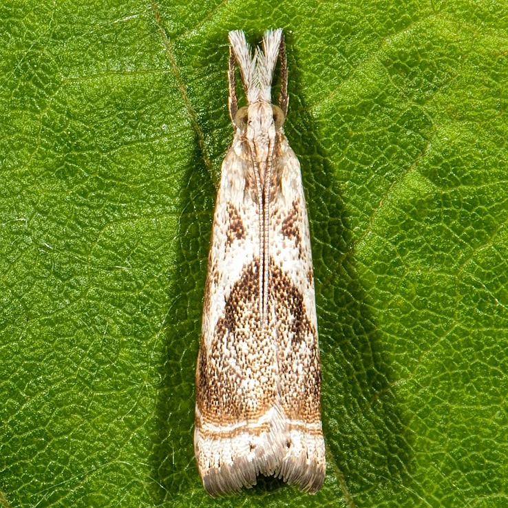 5420 Elegant Grass-veneer Moth (Microcrambus elegans)