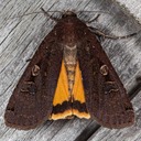 11003.1 Large Yellow Underwing Moth (Noctua pronuba)