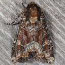 9348 Yellow-headed Cutworm (Apamea amputatrix)