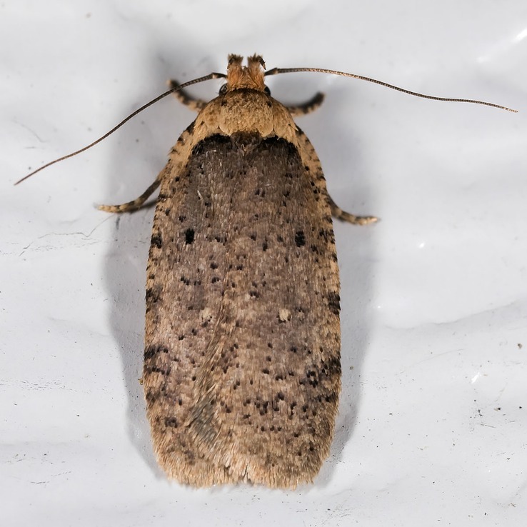 0868 (Agonopterix nigrinotella)