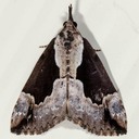 8442 Baltimore Bomolocha Moth (Hypena baltimoralis)