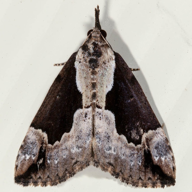 8442 Baltimore Bomolocha Moth (Hypena baltimoralis)