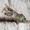 8007 Unicorn Caterpillar Moth (Schizura unicornis)