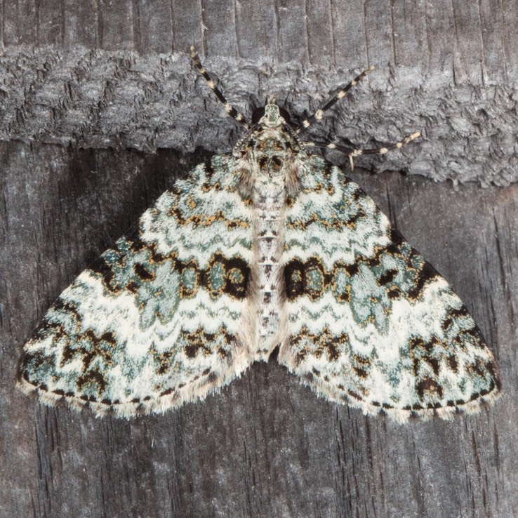 7312 Double-banded Carpet (Spargania magnoliata)