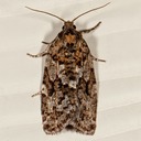 3638 Spruce Budworm Moth (Choristoneura fumiferana)