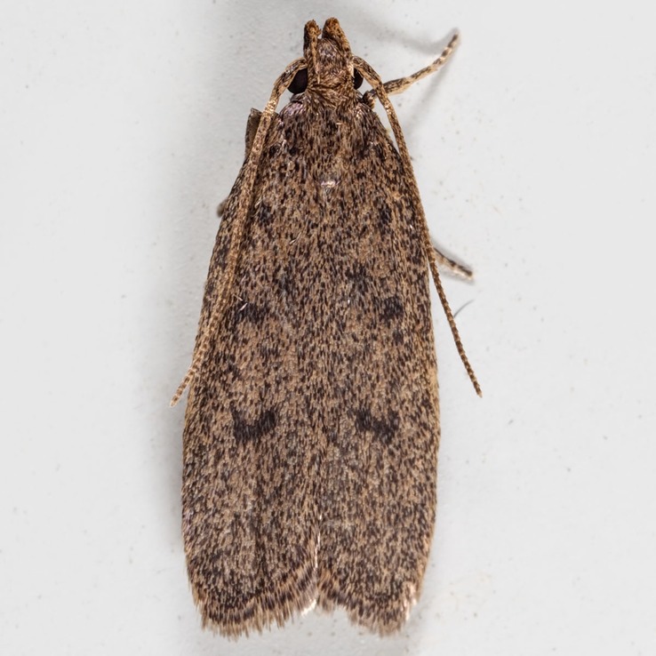 1142 (Glyphidocera septentrionella)