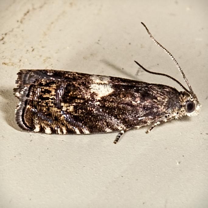 3312 (Epinotia momonana)