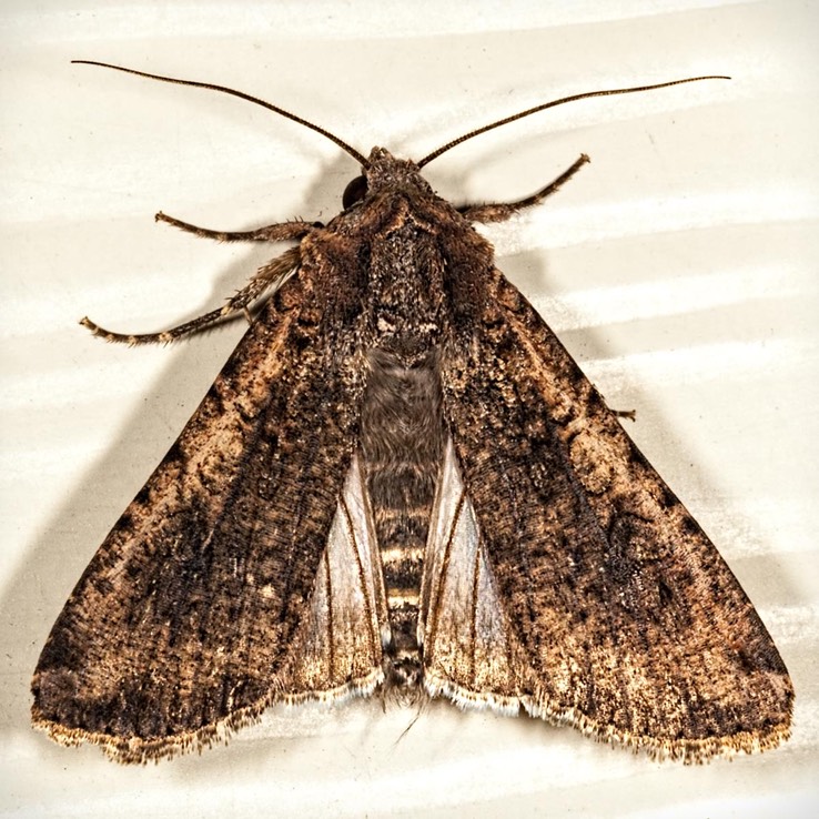 10915 Variegated Cutworm (Peridroma saucia)