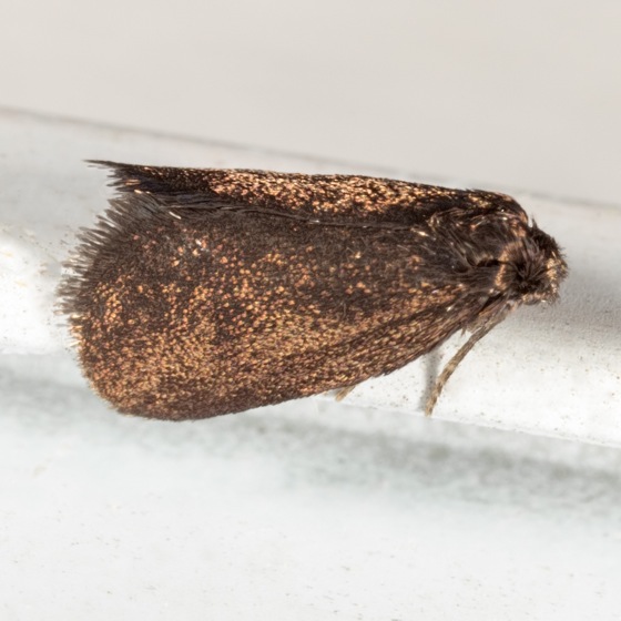 0437 – Psyche casta – Common Bagworm Moth