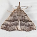 8450 (Hypena atomaria)