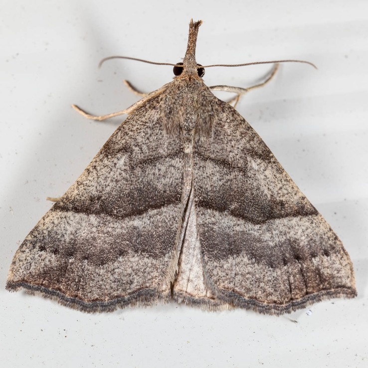 8450 (Hypena atomaria)