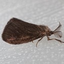 0441 Nigrita Bagworm Moth (Cryptothelea nigrita)