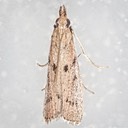 6073 (Goya stictella)