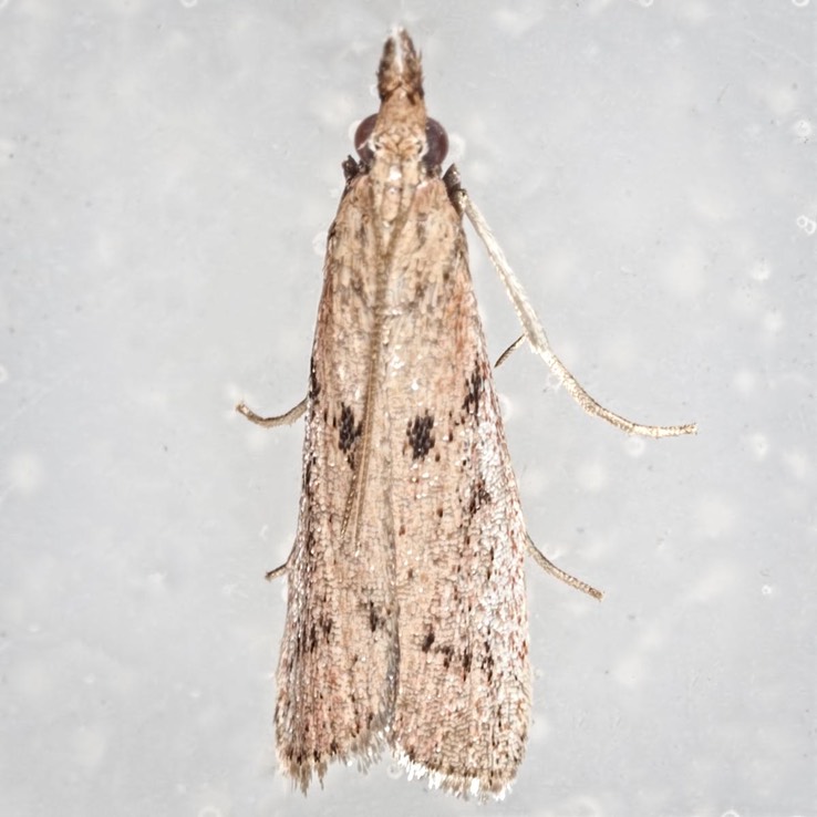 6073 (Goya stictella)