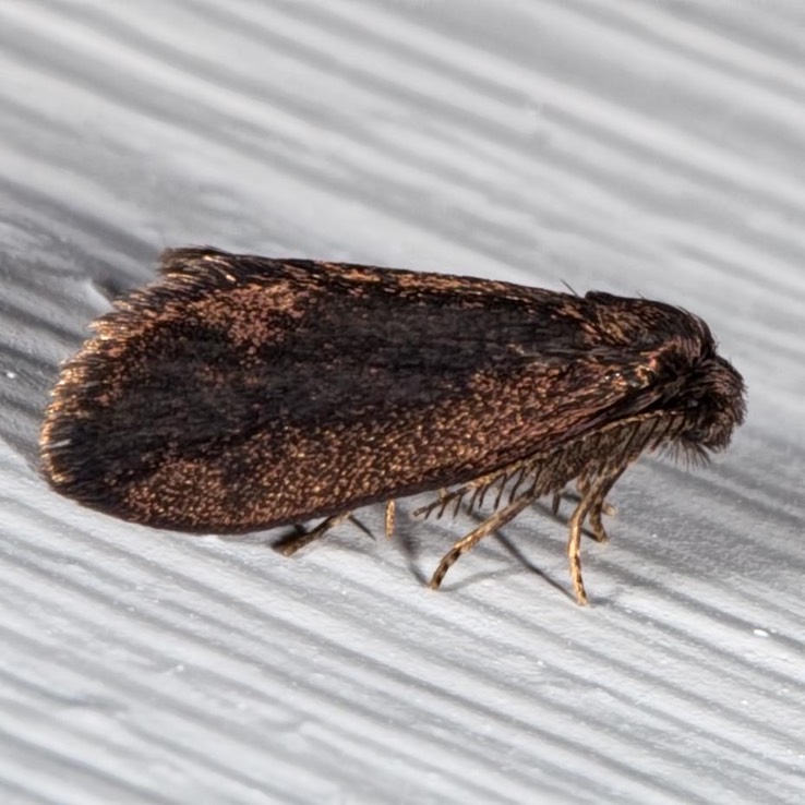 0437 Common Bagworm Moth (Psyche casta)