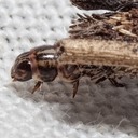 0437 Common Bagworm (Psyche casta)