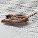 0437 Common Bagworm (Psyche casta)