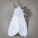 8140 Fall Webworm Moth (Hyphantria cunea)