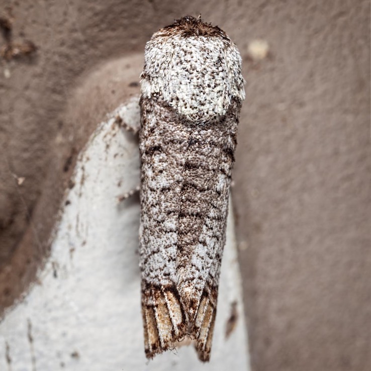 2674 Pecan Carpenterworm Moth (Cossula magnifica)
