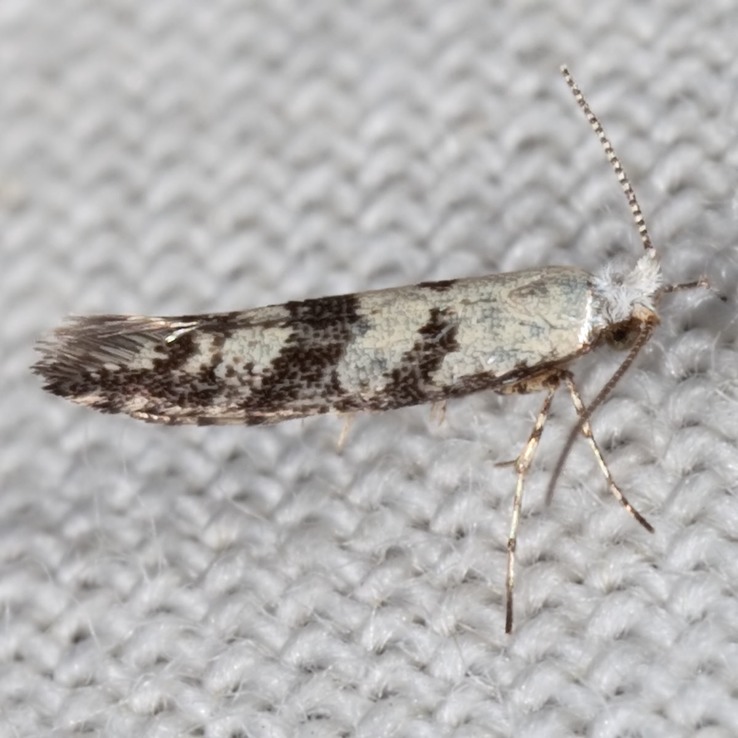 2441Argyresthia austerella