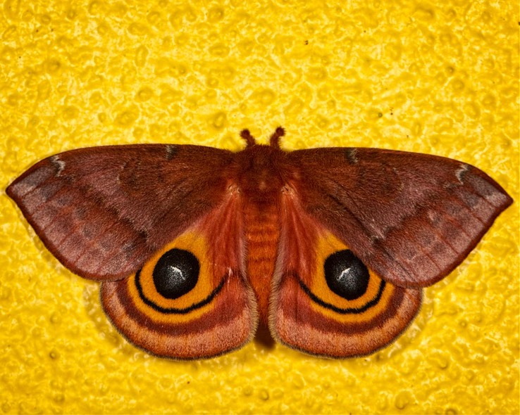 7746 Io Moth (Automeris io)