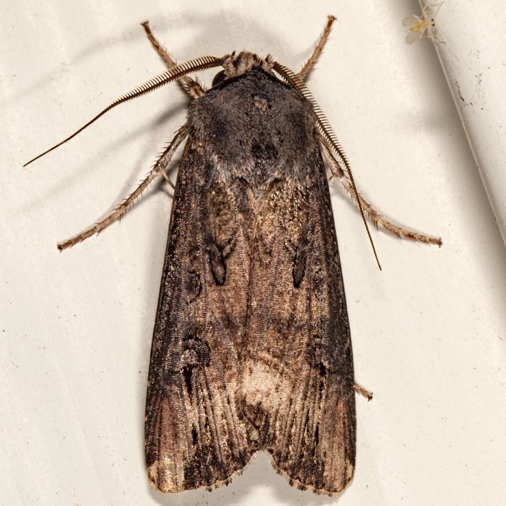 10663 Black Cutworm Moth (Agrotis ipsilon)