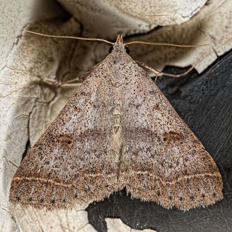 8370 Bent-winged Owlet (Bleptina caradrinalis)