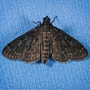 5179 Black Penestola Moth (Penestola bufalis)