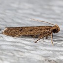 1142 (Glyphidocera septentrionella)