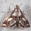 4746 (Chrysendeton imitabilis)