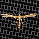 6091 Grape Plume Moth (Geina periscelidactylus)