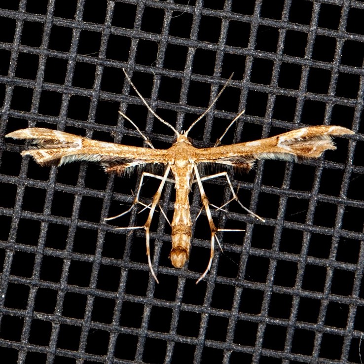 6091 Grape Plume Moth (Geina periscelidactylus)