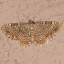 7292 – Rheumaptera prunivorata – Ferguson's Scallop Shell Moth