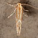 0723  Goldenrod Leaf Miner (Cremastobombycia solidaginis)