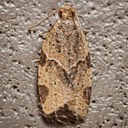 3688 Garden Tortrix Moth (Clepsis peritana) 