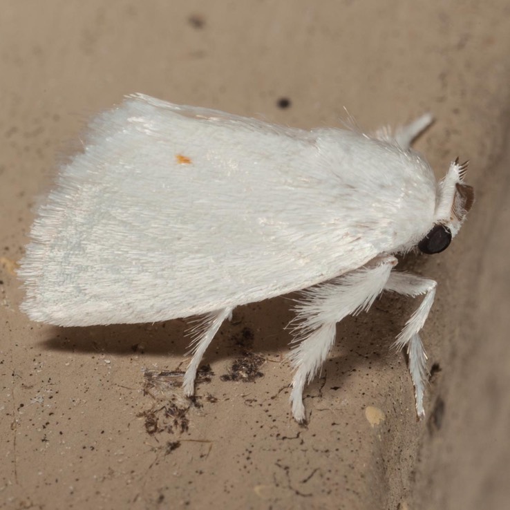4673 Packard's White Flannel Moth (Alarodia slossoniae)