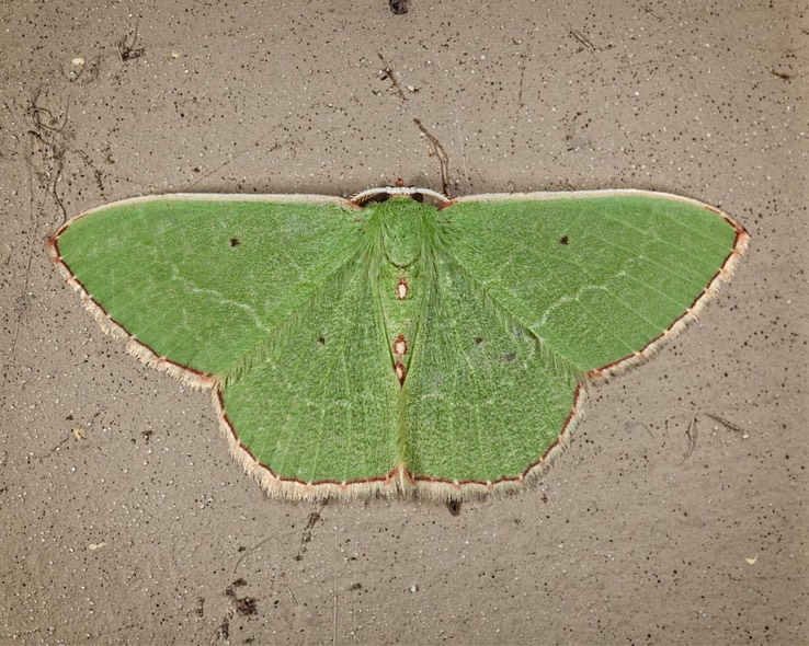 7031 (Nemoria catachloa)