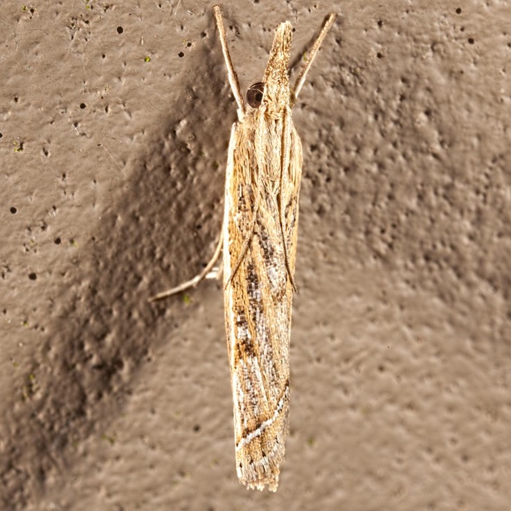 5385 (Fissicrambus quadrinotellus)